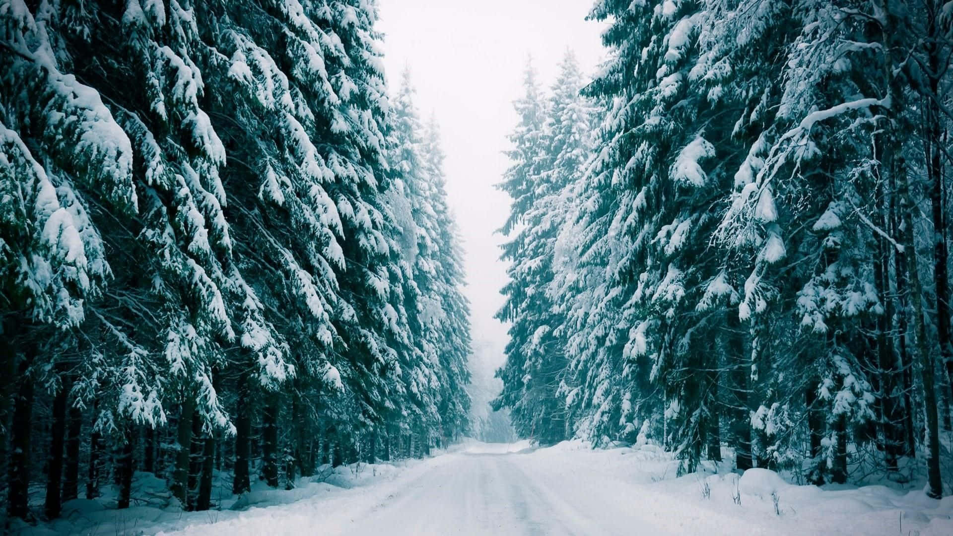 1920x1080 Winter Forest