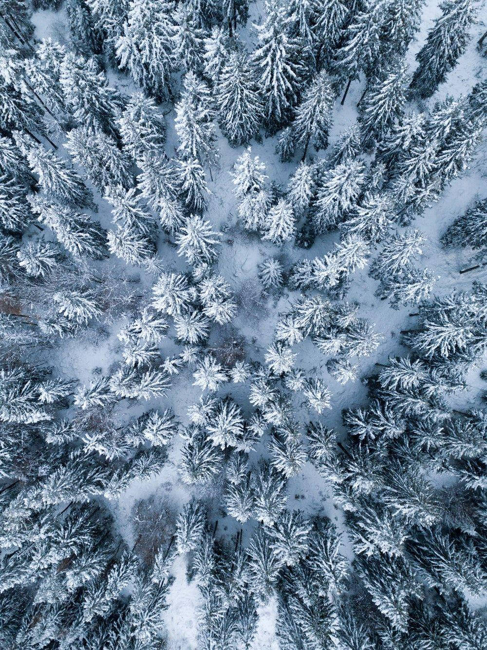 1000x1334 Snowy Forest Wallpaper