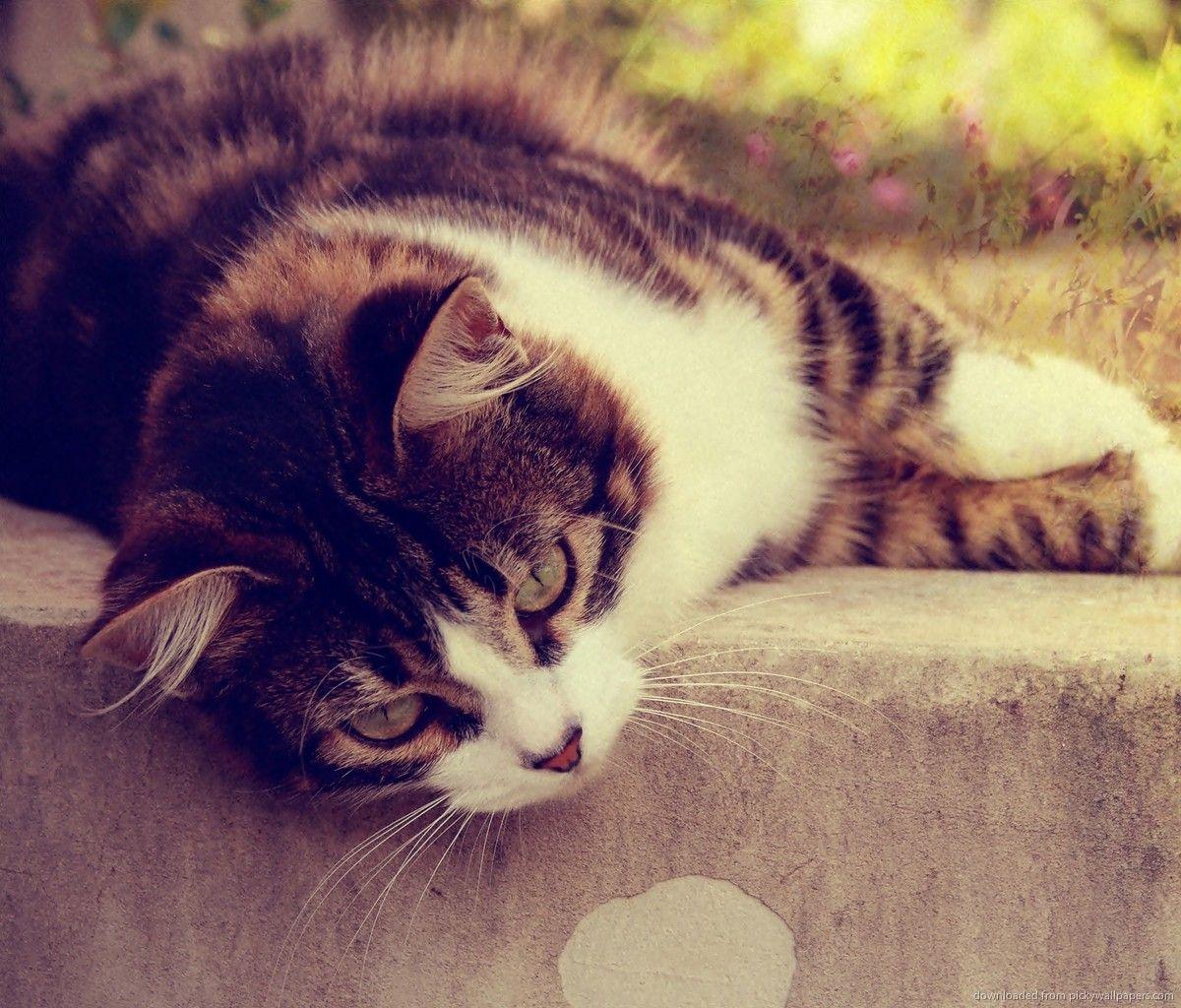 1200x1024 Galaxy Cat Wallpaper