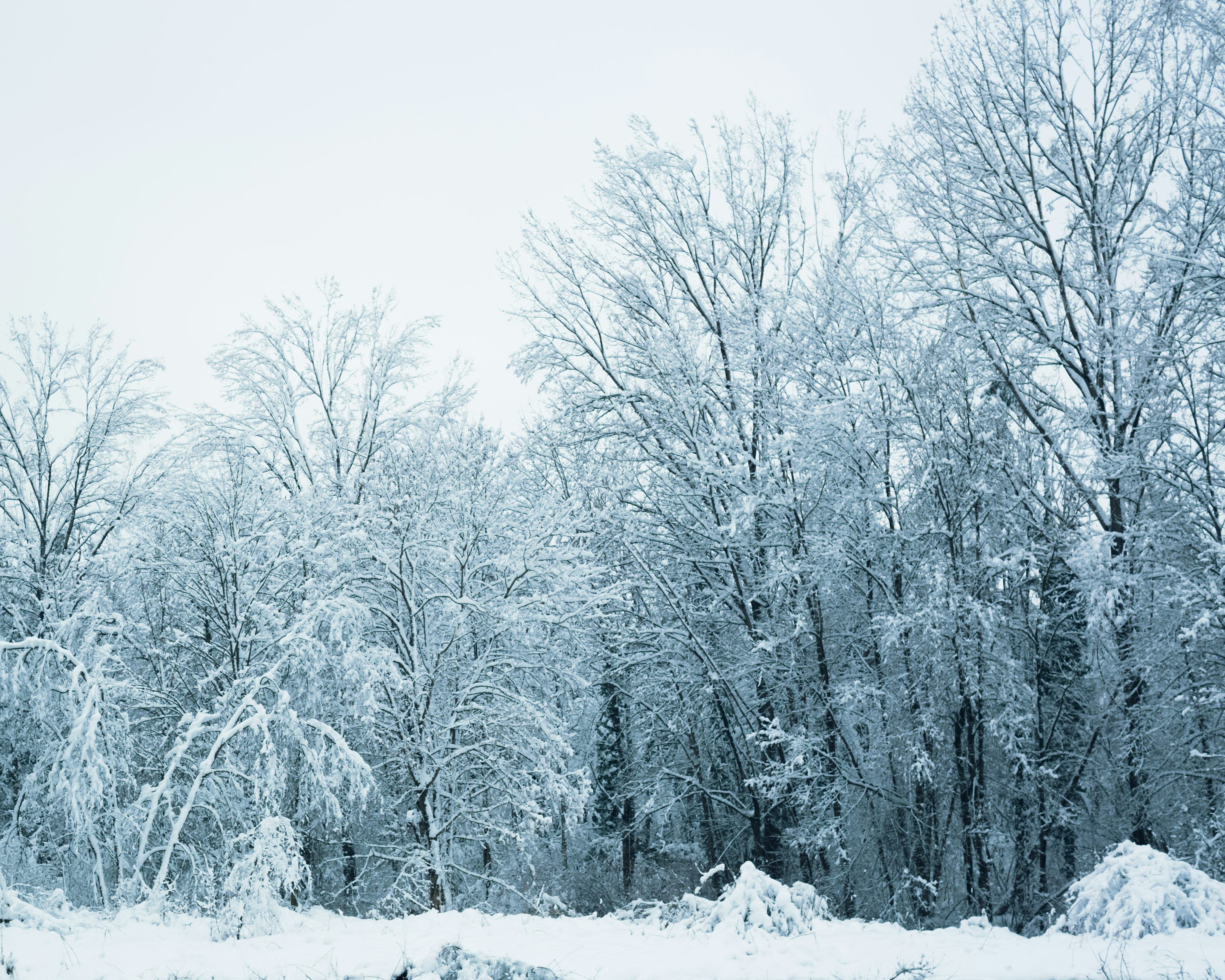 3000x2400 Snow Forest Picture. Download