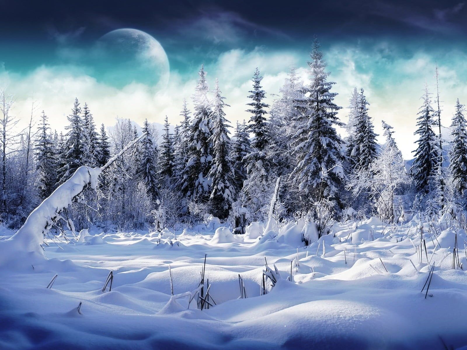 1600x1200 Snowy forest landscape photography HD