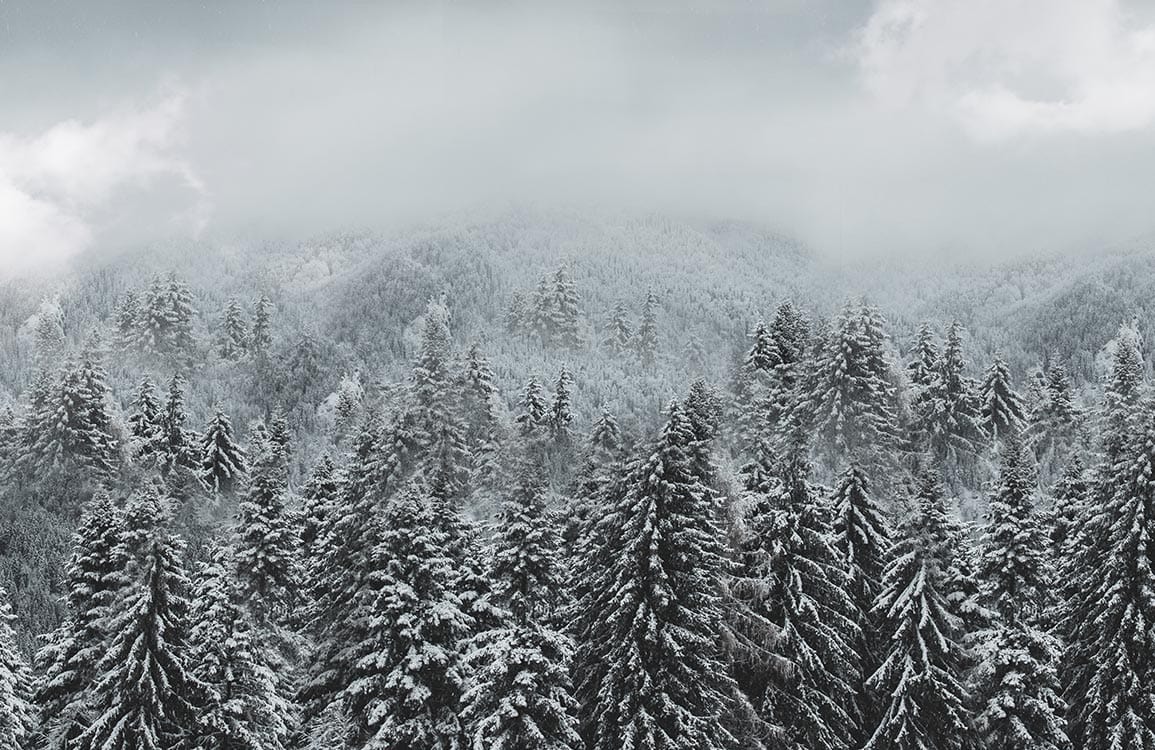 1155x750 Snowy Forest Wallpaper Mural. Ever