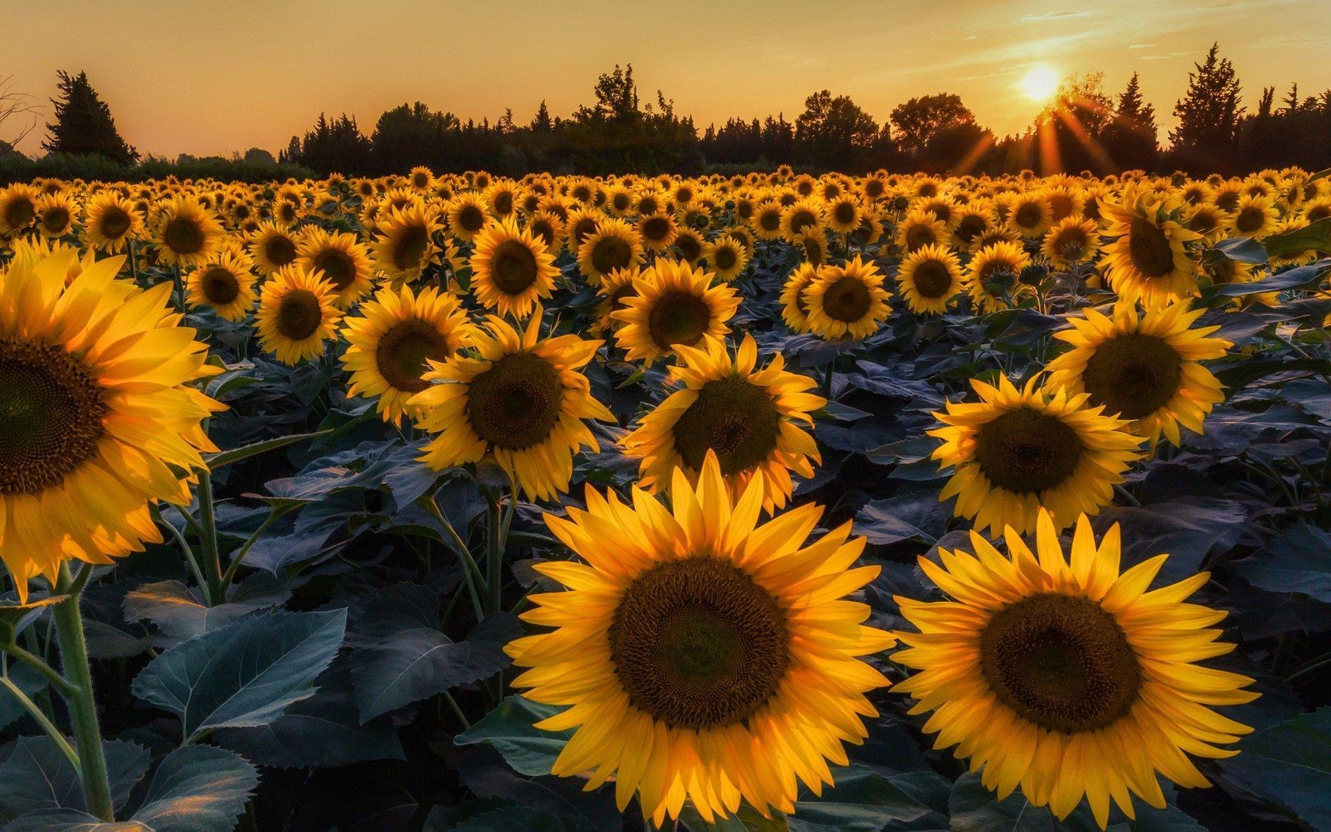 Featured image of post Sunflower Wallpaper Bunga Matahari Tumblr - Daftar harga bibit bunga matahari murah online terbaru 2020 pembayaran aman original cicilan 0% beli bibit bunga matahari terbaik di tokopedia.
