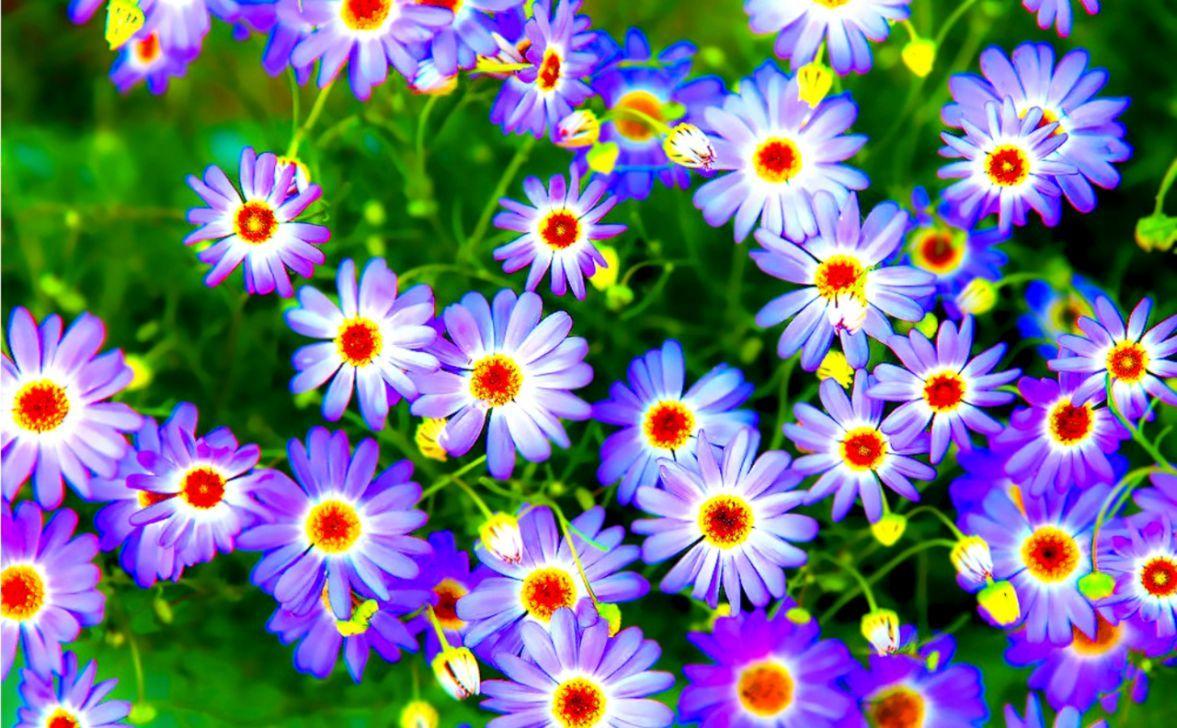 1177x728 Beautiful Flowers Colorful Wallpaper Desktop HD. Wallpaper