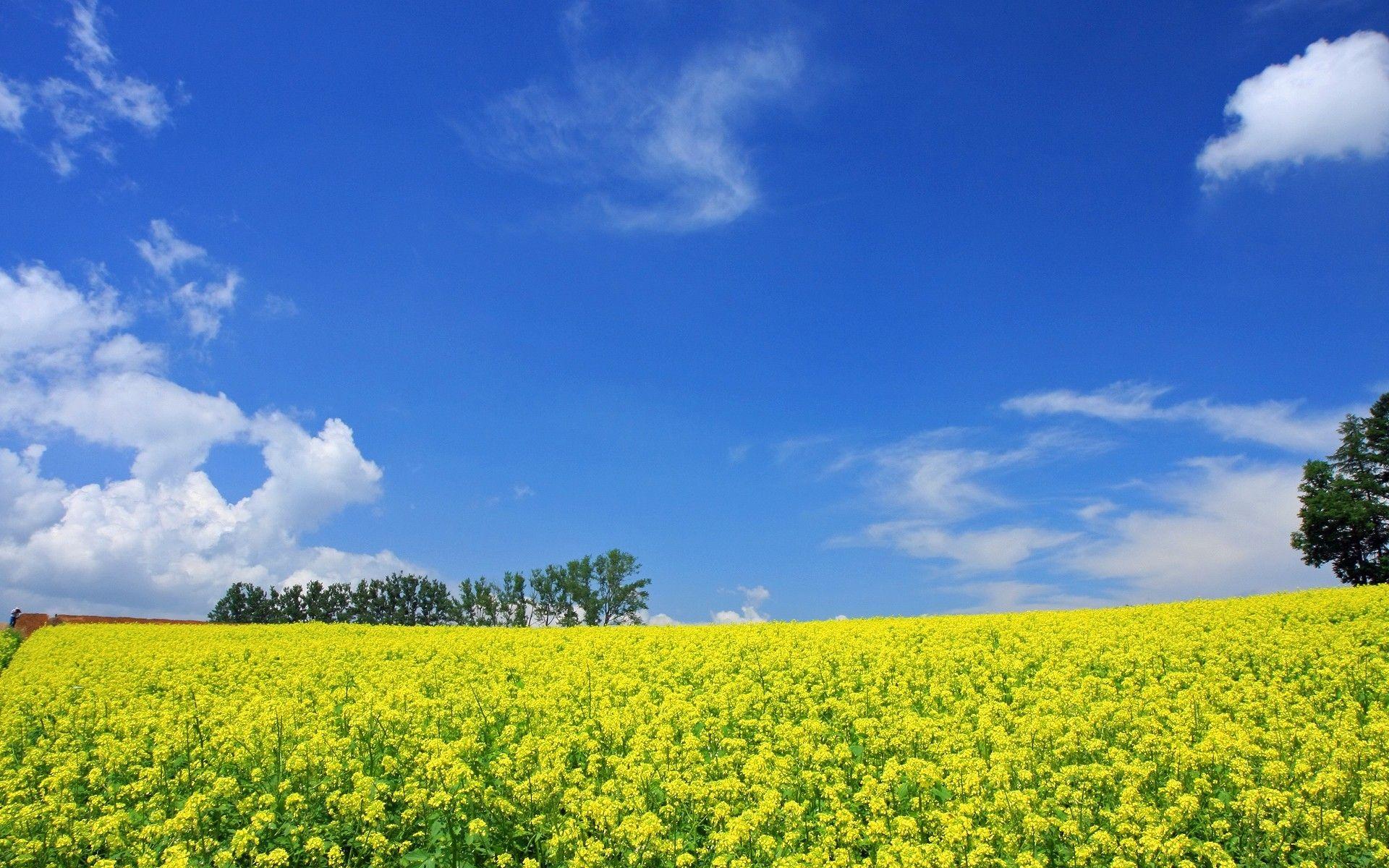 1920x1200 Field: Hokkaido Landscape Japan Fields Desktop Wallpaper for HD 16:9