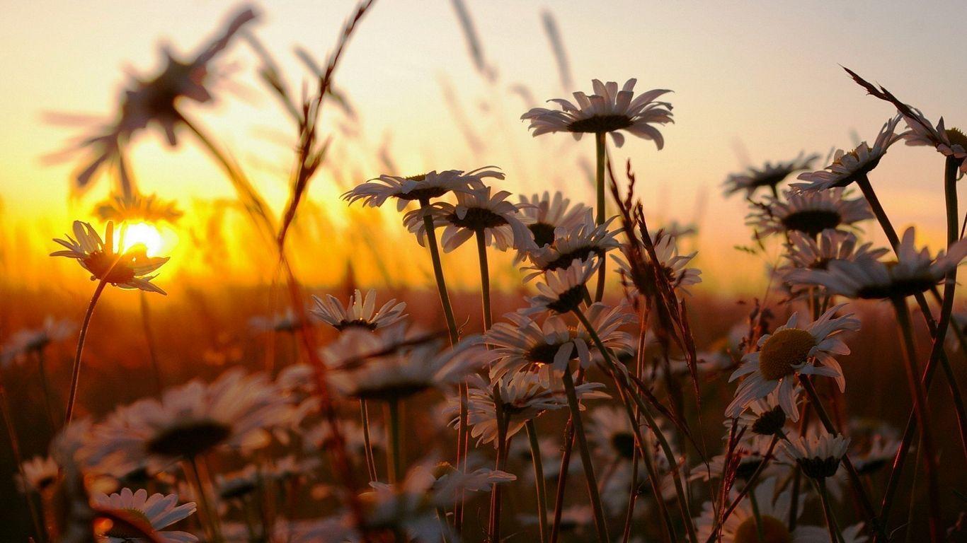 1366x768 Hipster Wallpaper