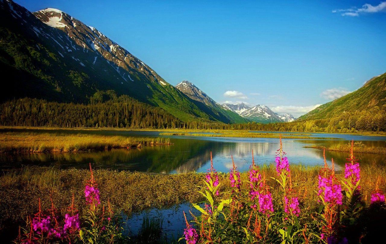 1280x810 Amazing Views, HD Wallpaper, Free Download Image, Plants