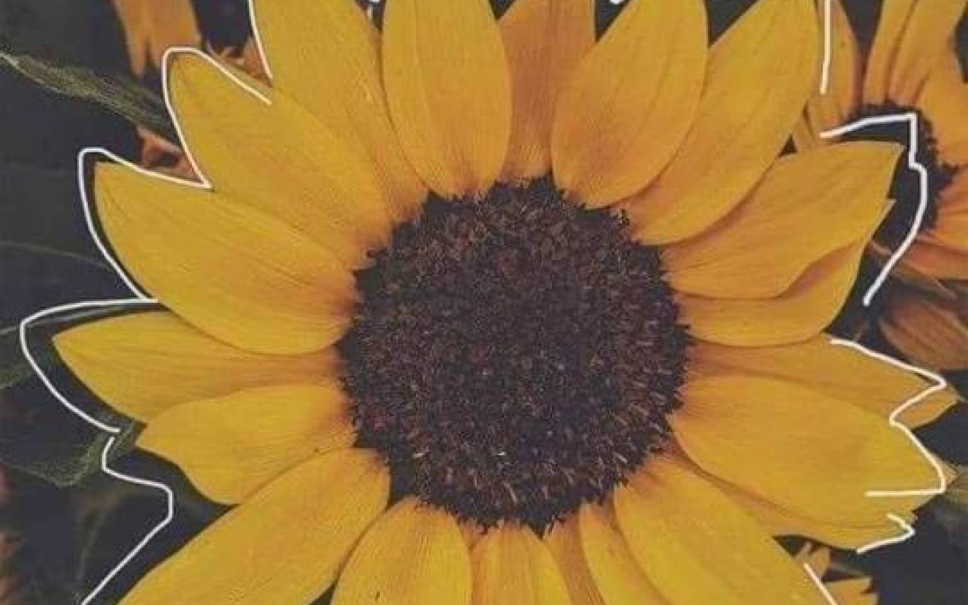 1368x855 WIndows Background: Desktop Background Artsy Sunflowers