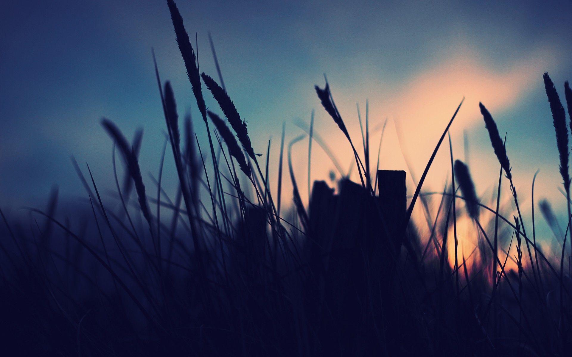 1920x1200 Grass at Sunset wallpaper. Grass at Sunset