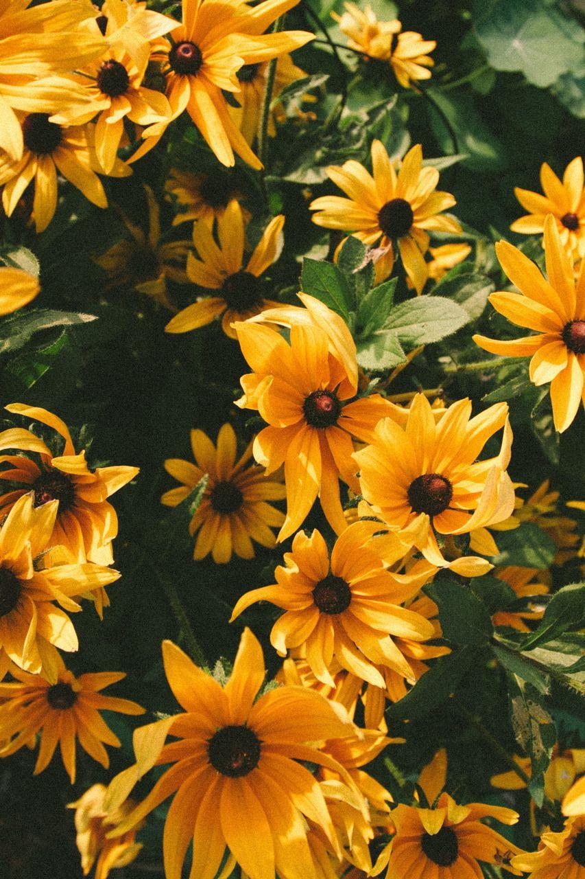 853x1280 art, background, daisy, flower, hippie, hipster, pattern