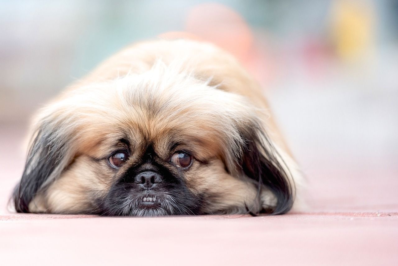 1280x854 Free Pekinees & Pekingese Image