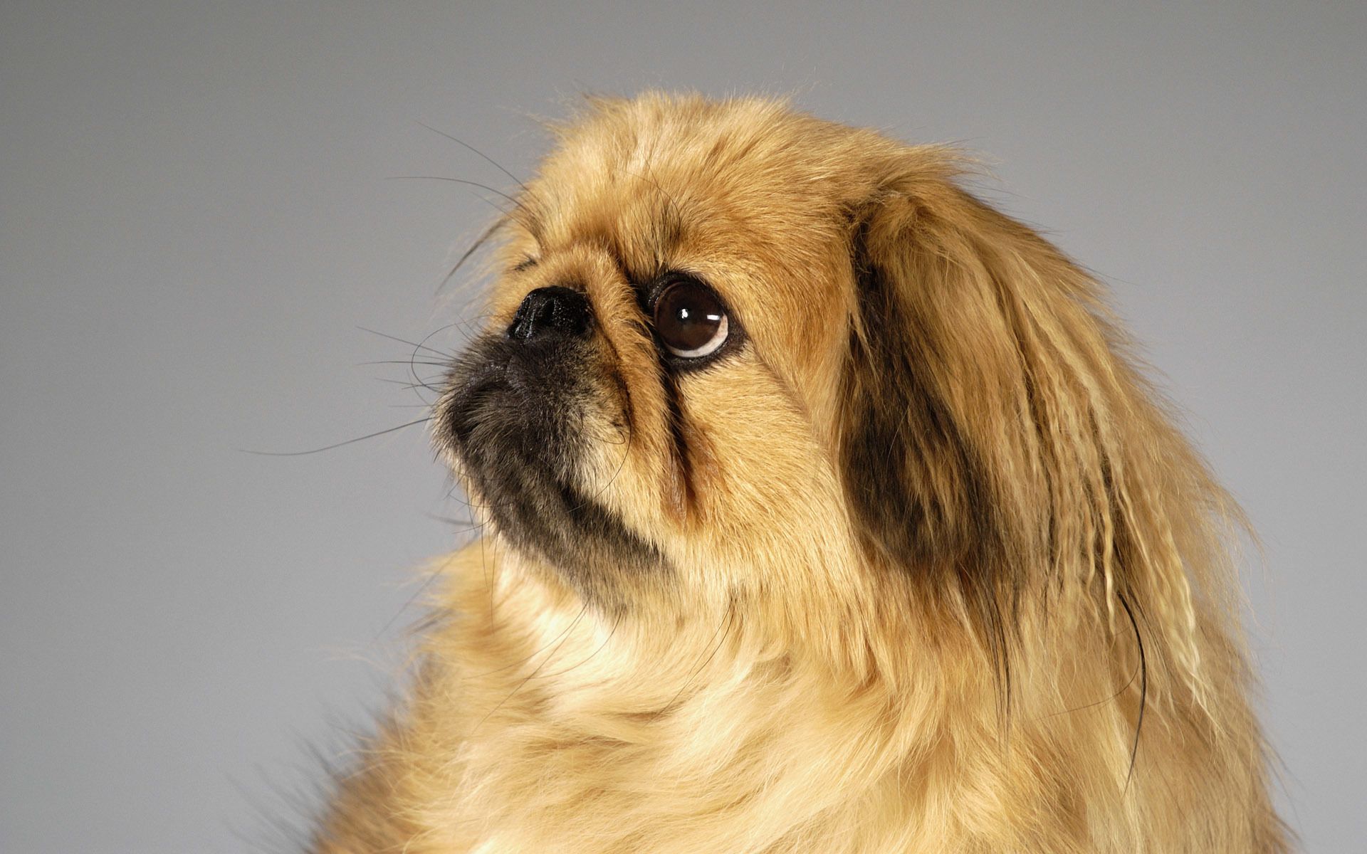 1920x1200 Wallpaper face, dog, Pekingese