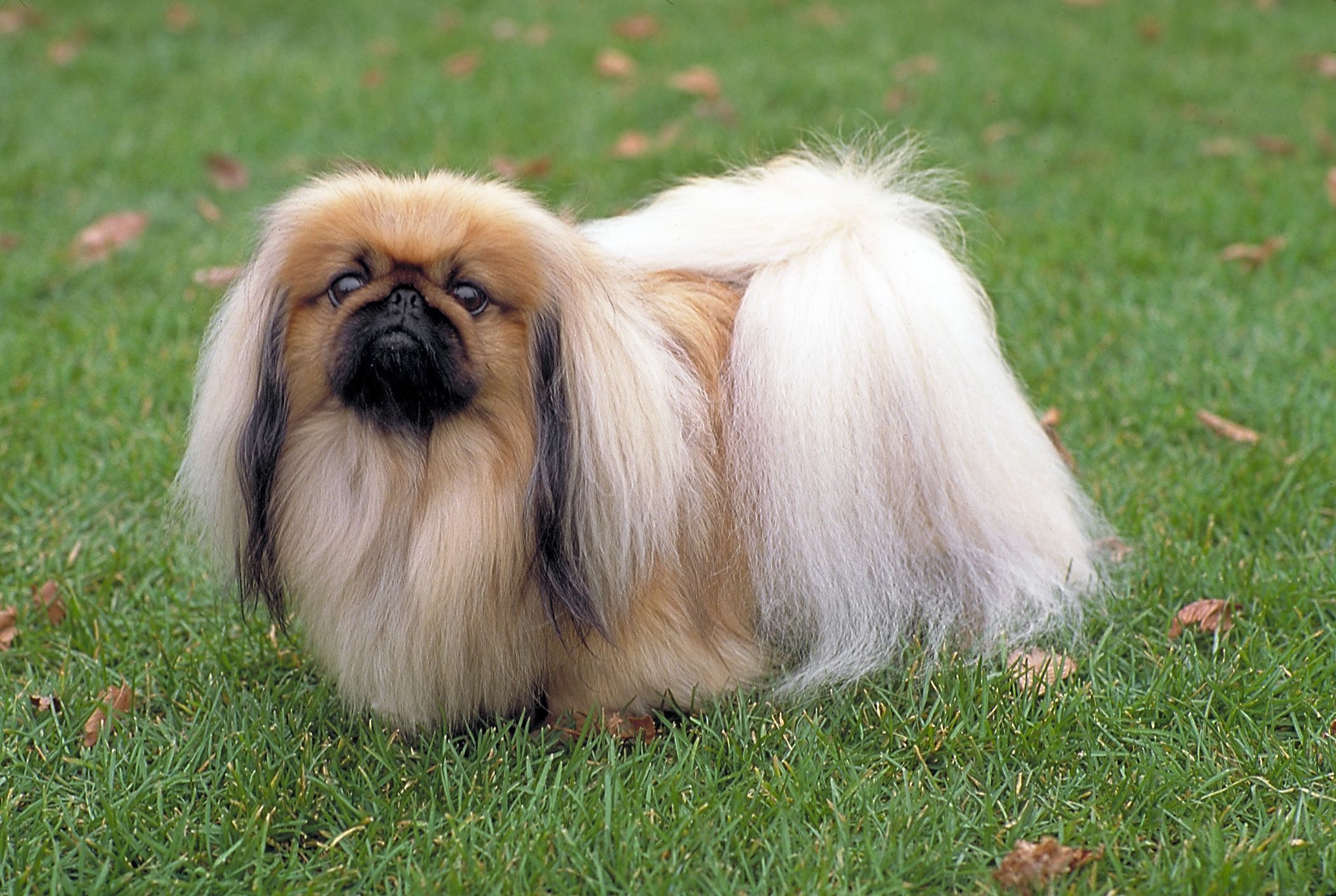 2100x1409 Pekingese Wallpaper