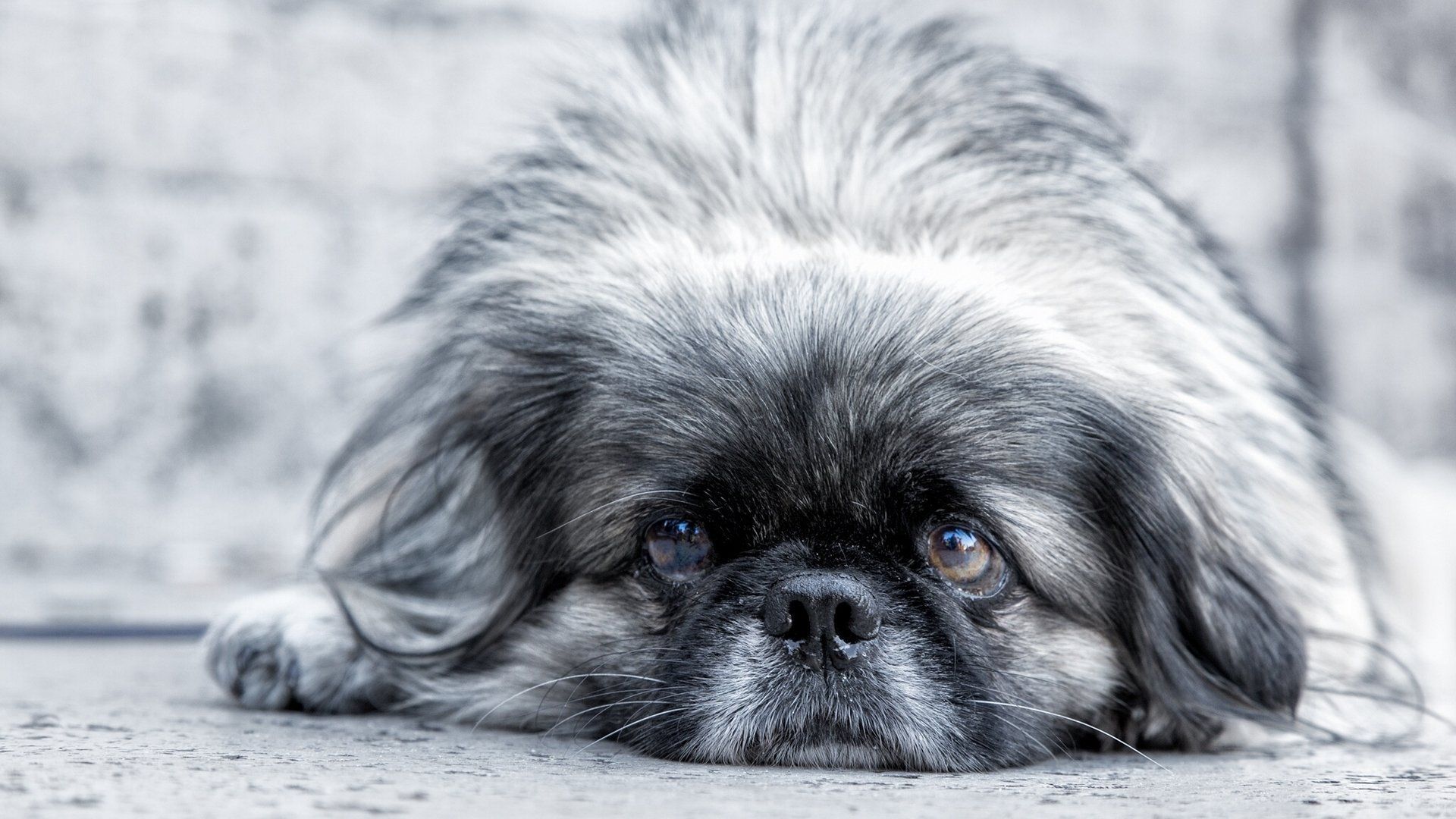 1920x1080 Muzzle Dog Animal Pekingese HD Wallpaper