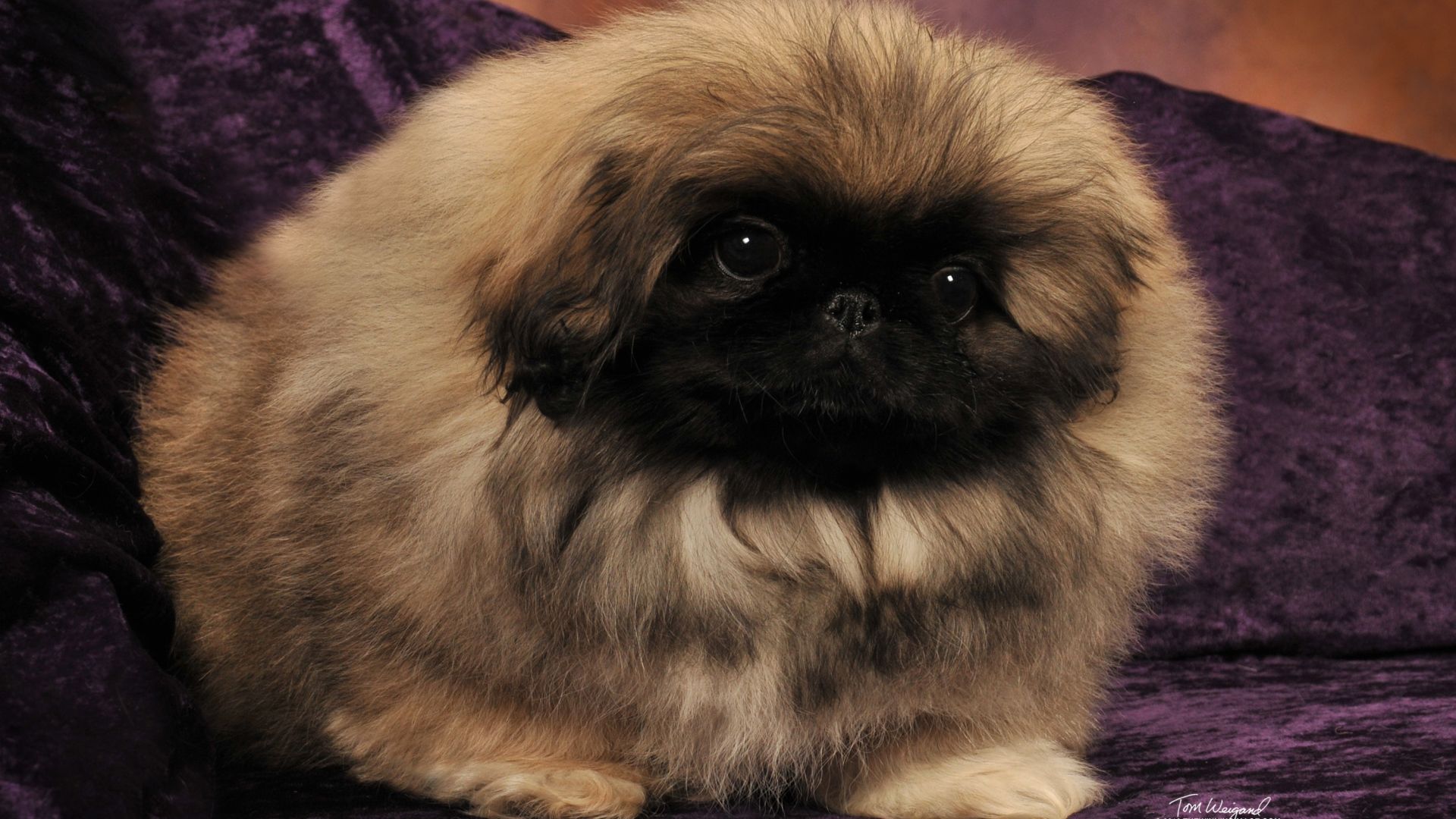 1920x1080 Pekingese Wallpaper