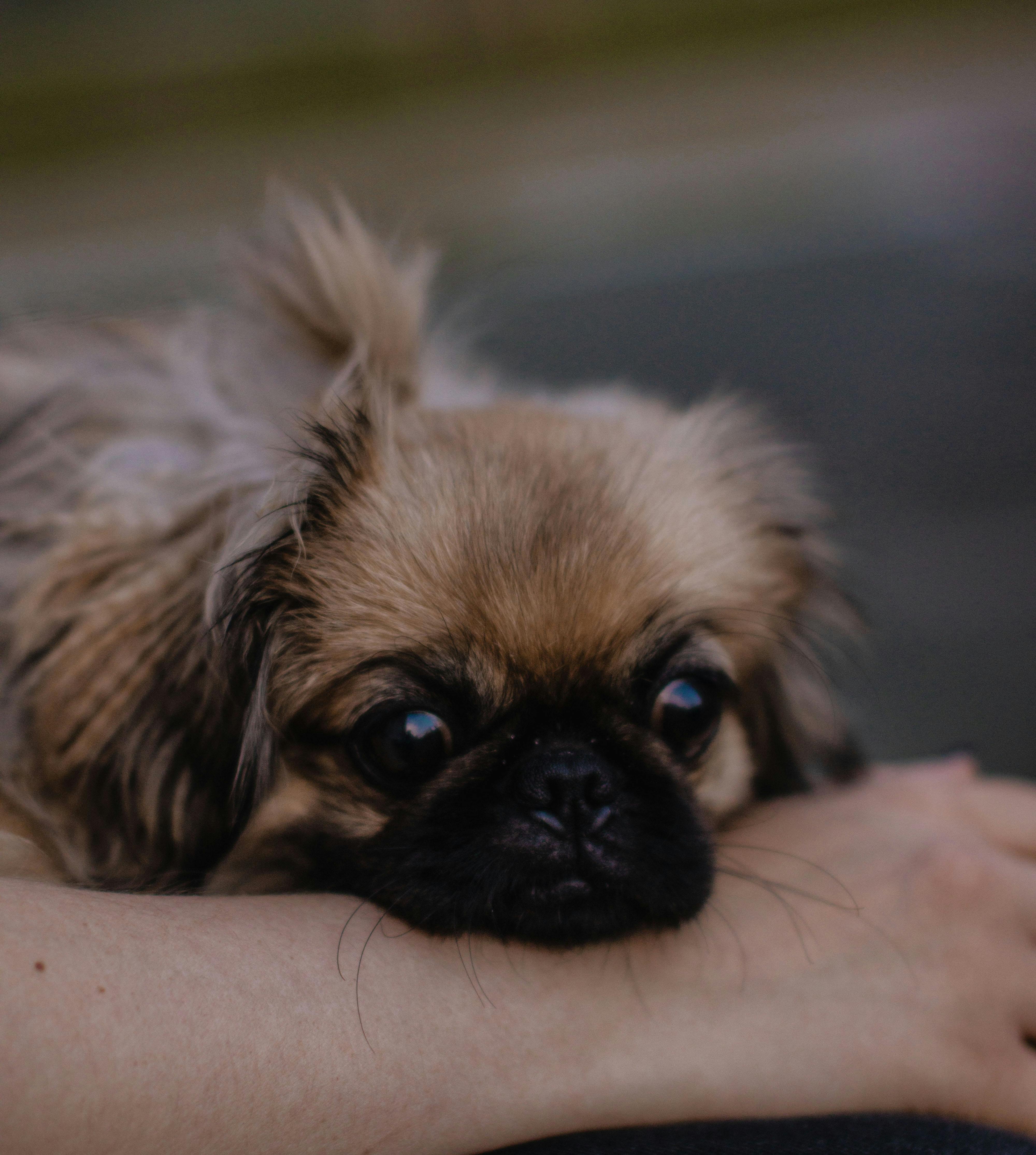 4000x4461 Pekingese Dog In Close Up Photography