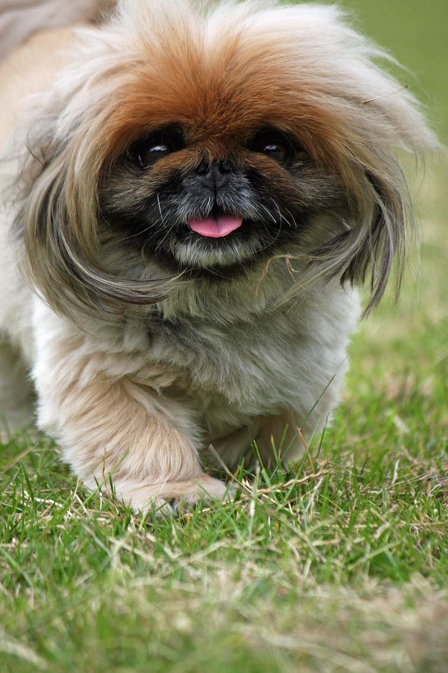 910x1365 HD wallpaper: pekingese, dog, cute