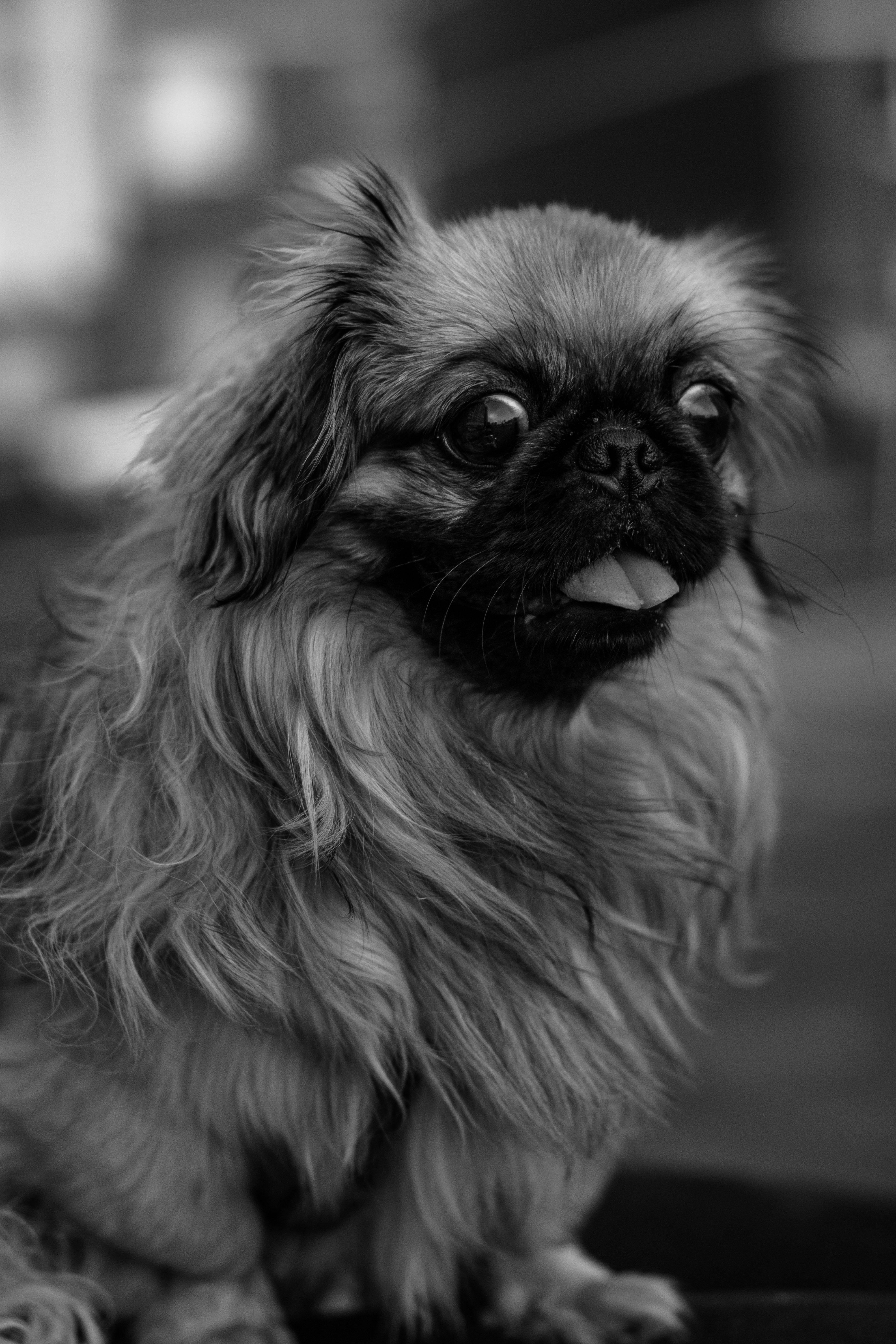 4000x6000 Pekingese Dog · Free