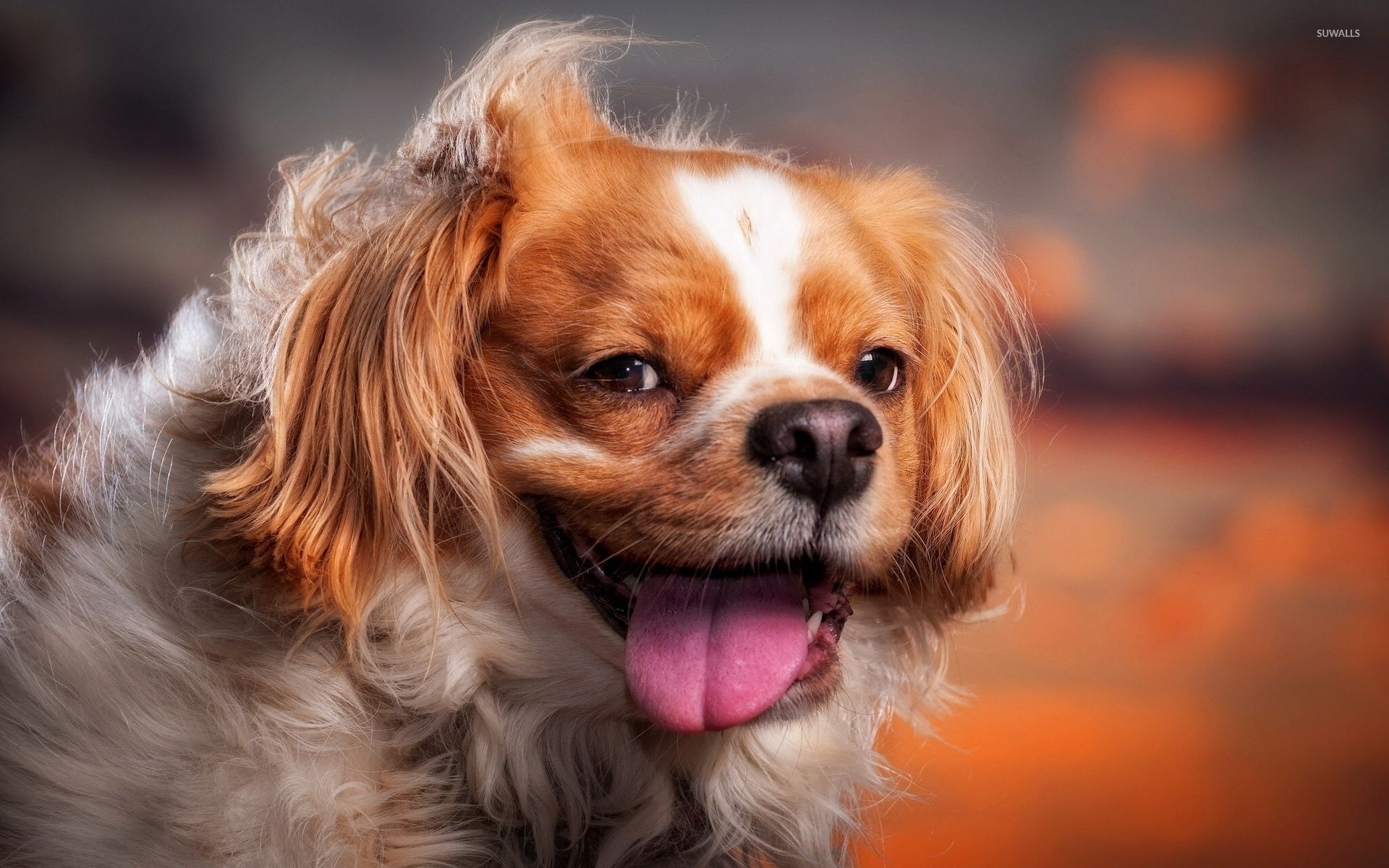 1920x1200 Pekingese sticking out its tongue