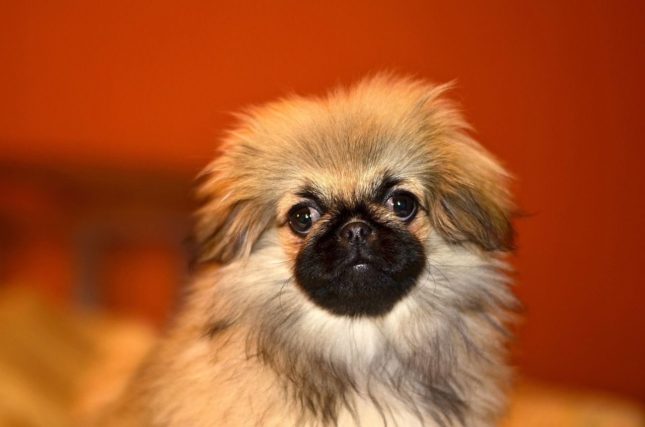 1280x848 Free Pekingese & Dog Image