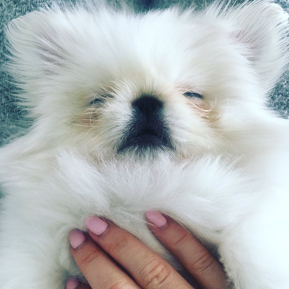 1000x1000 Our Pekingese Puppy Looks Like A Baby Seal