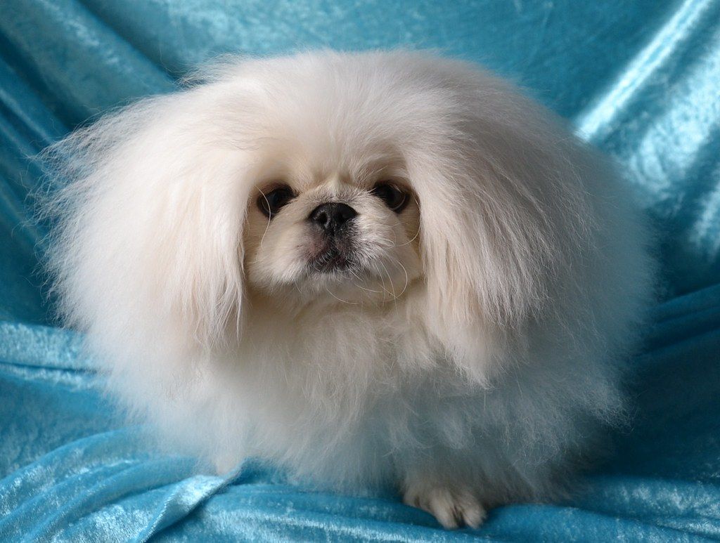 1024x773 Beautiful Pekingese Dog Wallpaper. Chó