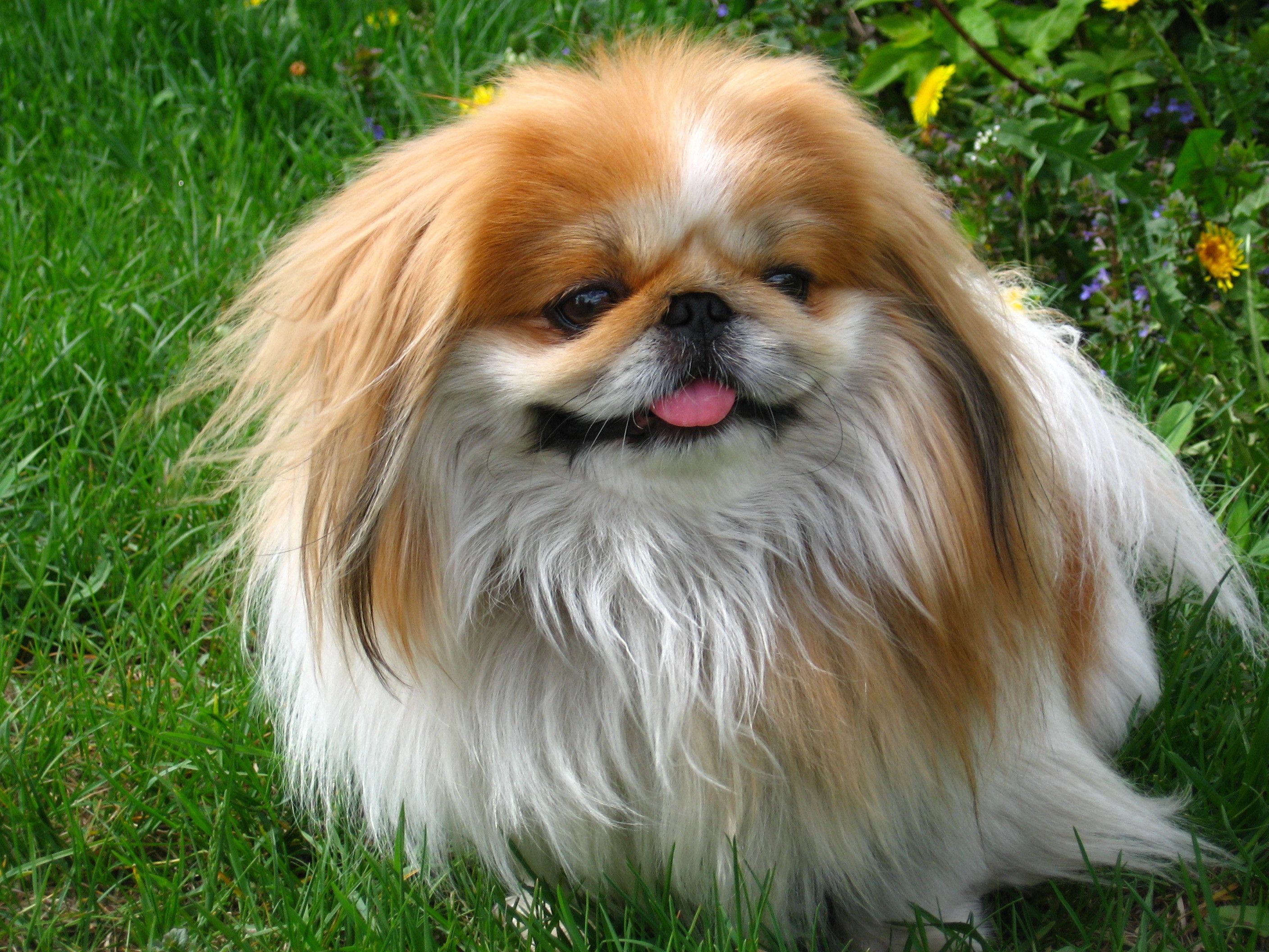 2816x2112 Pekingese wallpaper for desktop