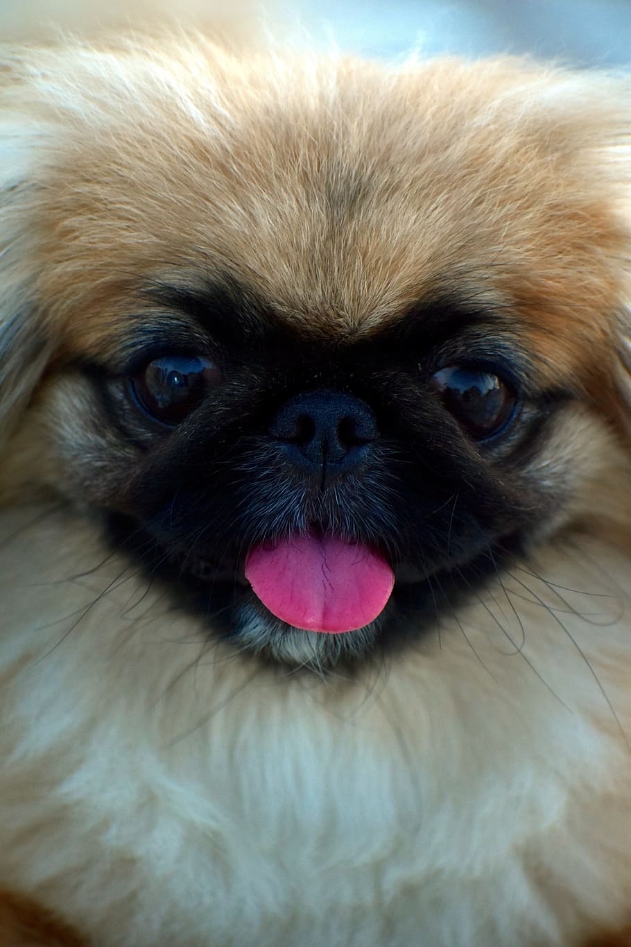 910x1365 HD wallpaper: pekingese, dog, cute