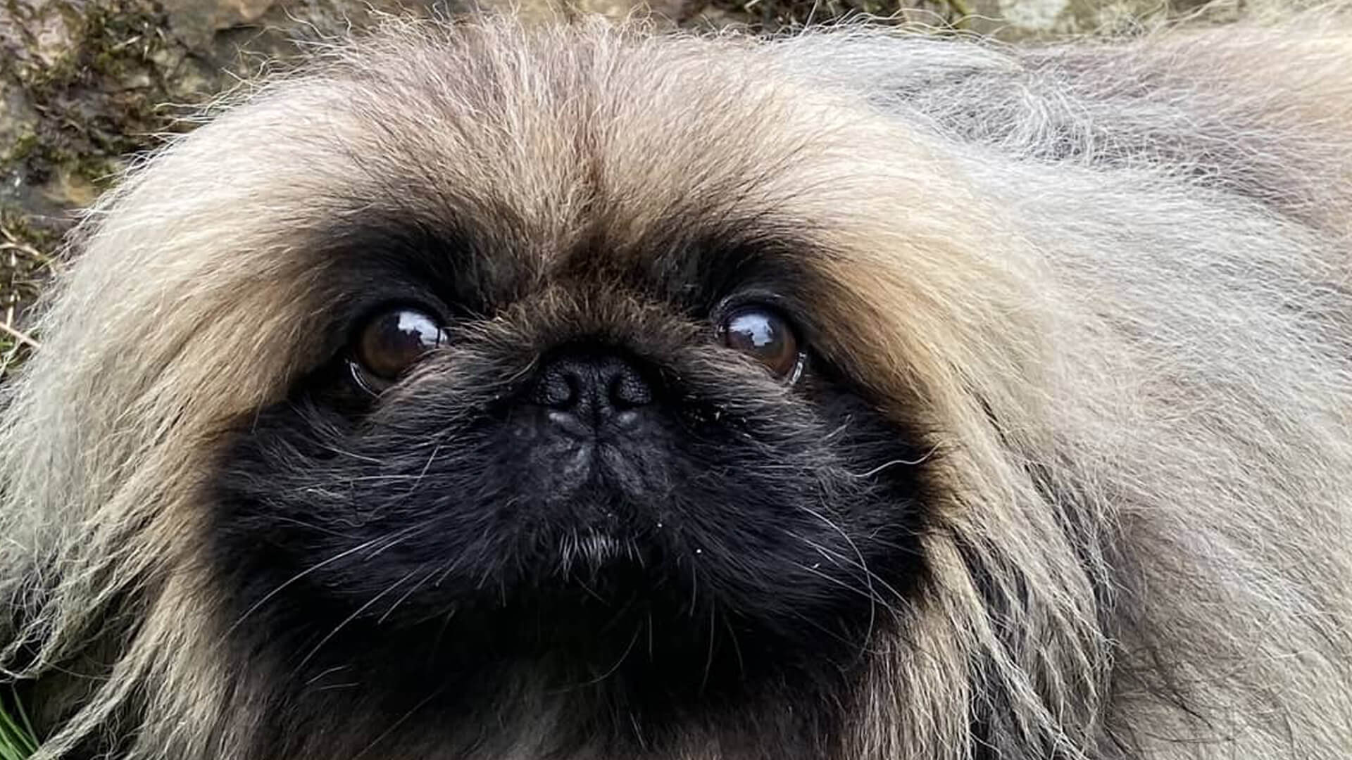 1920x1080 A pekingese 2025