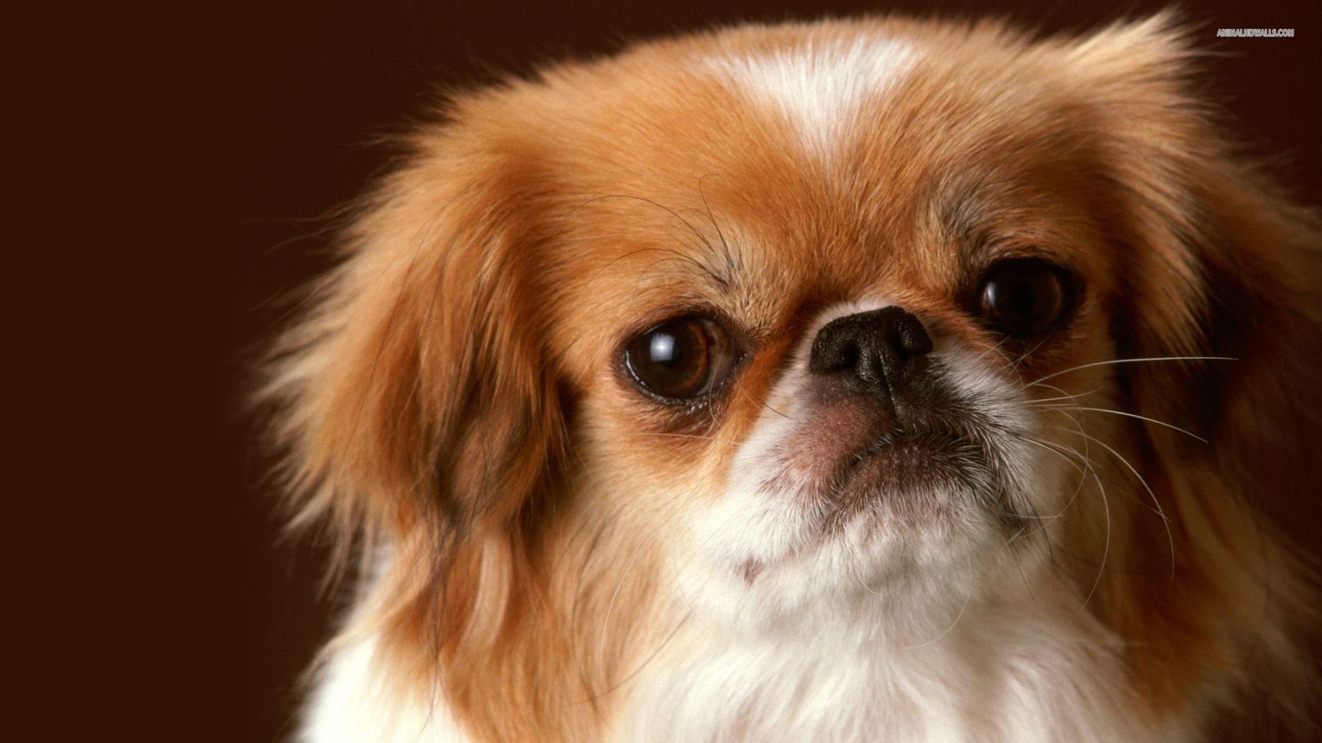 1920x1080 Pekingese Wallpaper