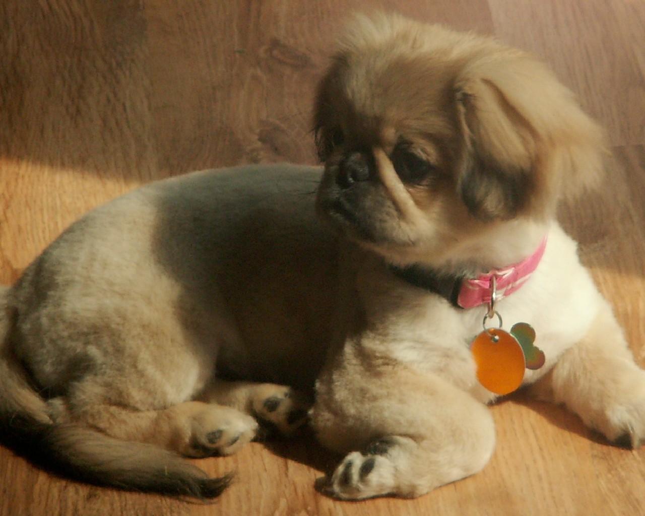 1280x1024 Pekingese Dogs Wallpaper APK