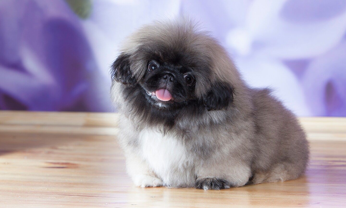 1440x865 Pekingese Breed: Characteristics, Care