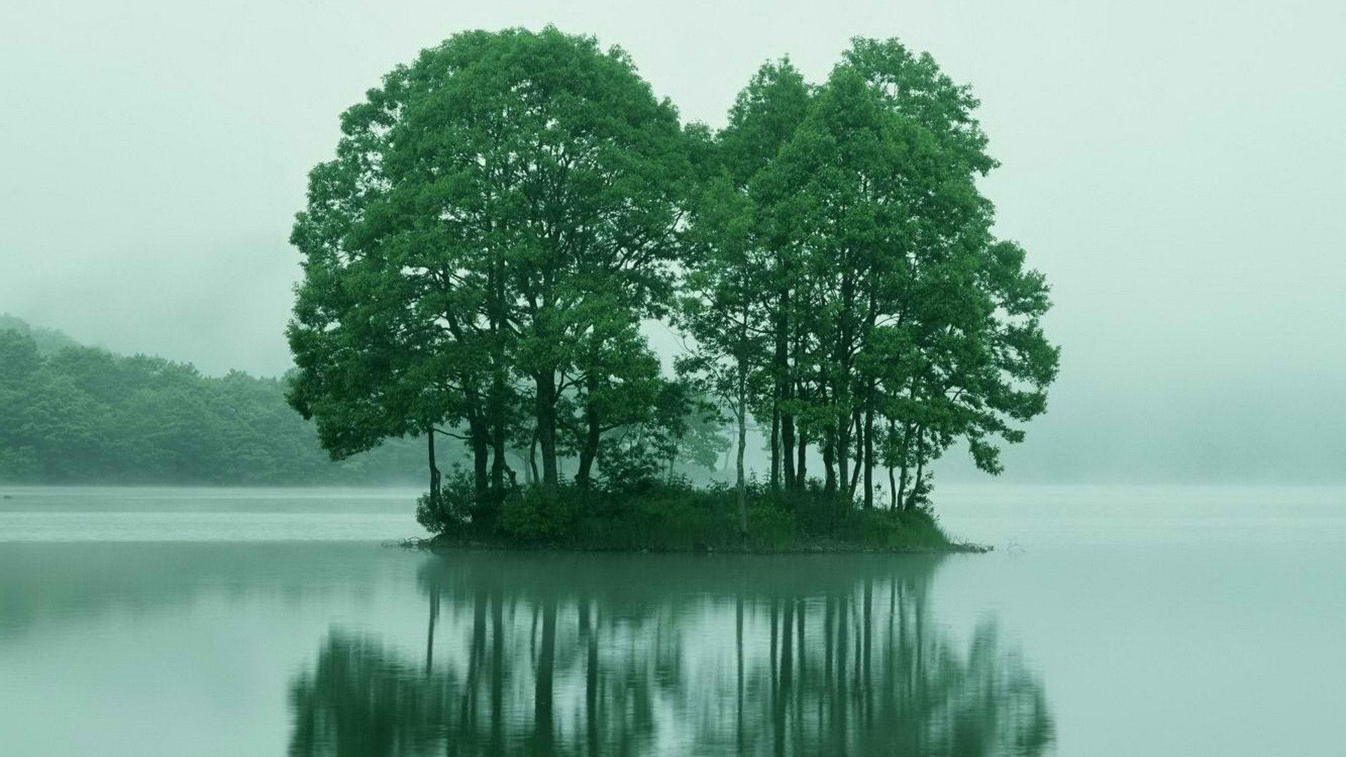 1920x1080 Trees Fukushima Japan Desktop Wallpaper Nature Full Size HD Trees