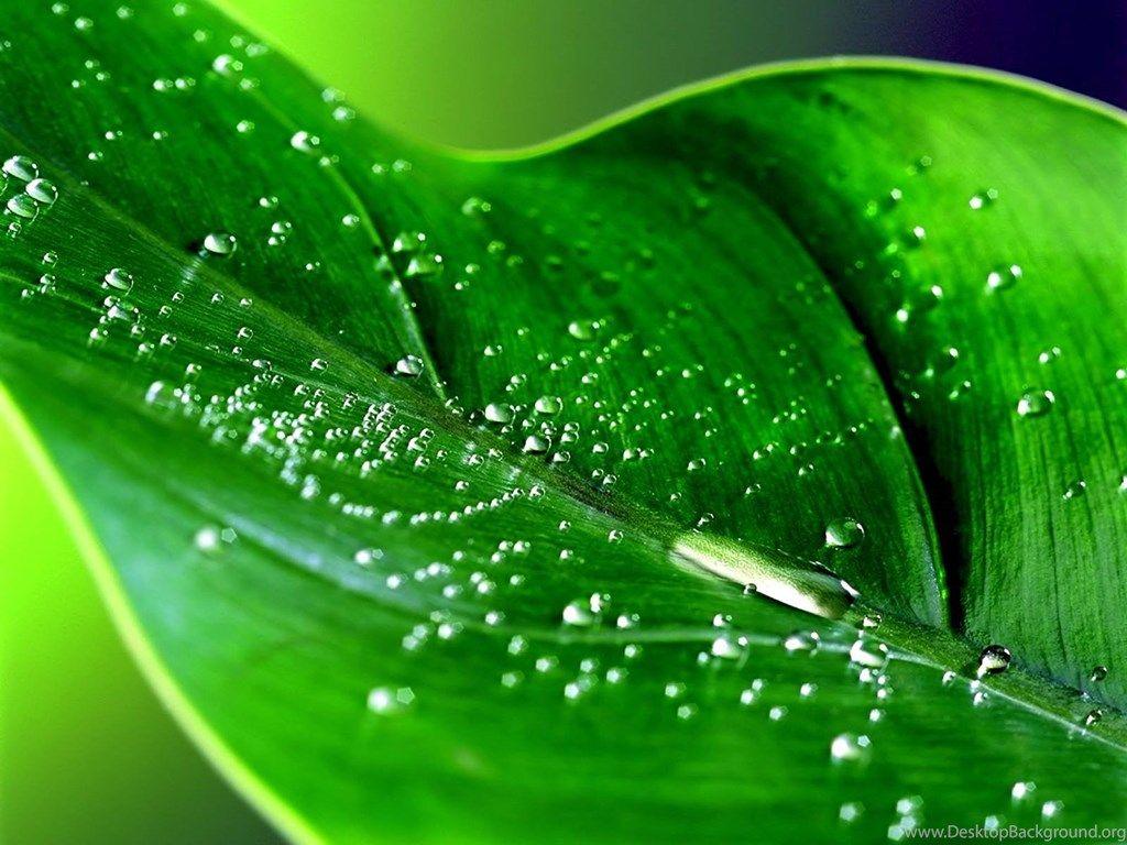 1024x768 Nature Rain Wallpaper Desktop Background