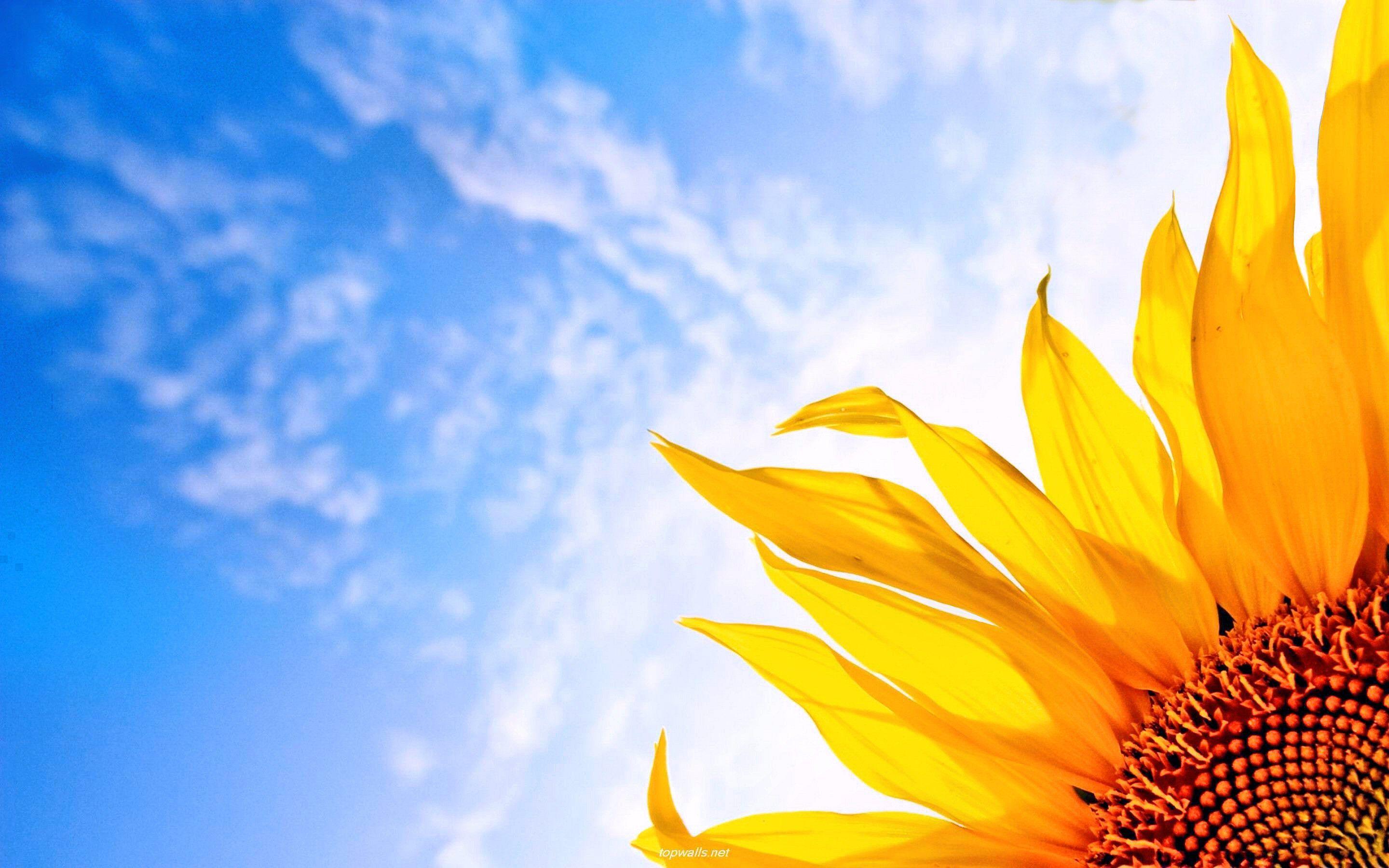 2880x1800 Sunflower Sunrise HD Desktop Wallpaper 23710