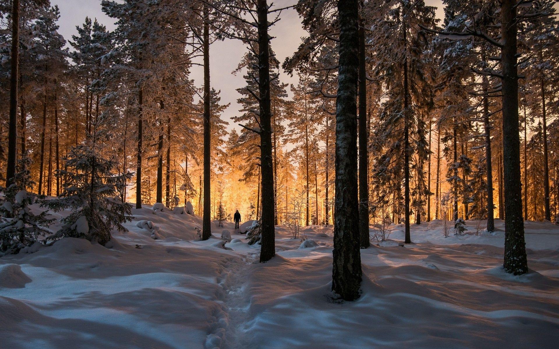 1920x1200 landscape, Nature, Winter, Forest, Sunrise, Sunlight, Trees, Snow, Cold Wallpaper HD / Desktop and Mobile Background