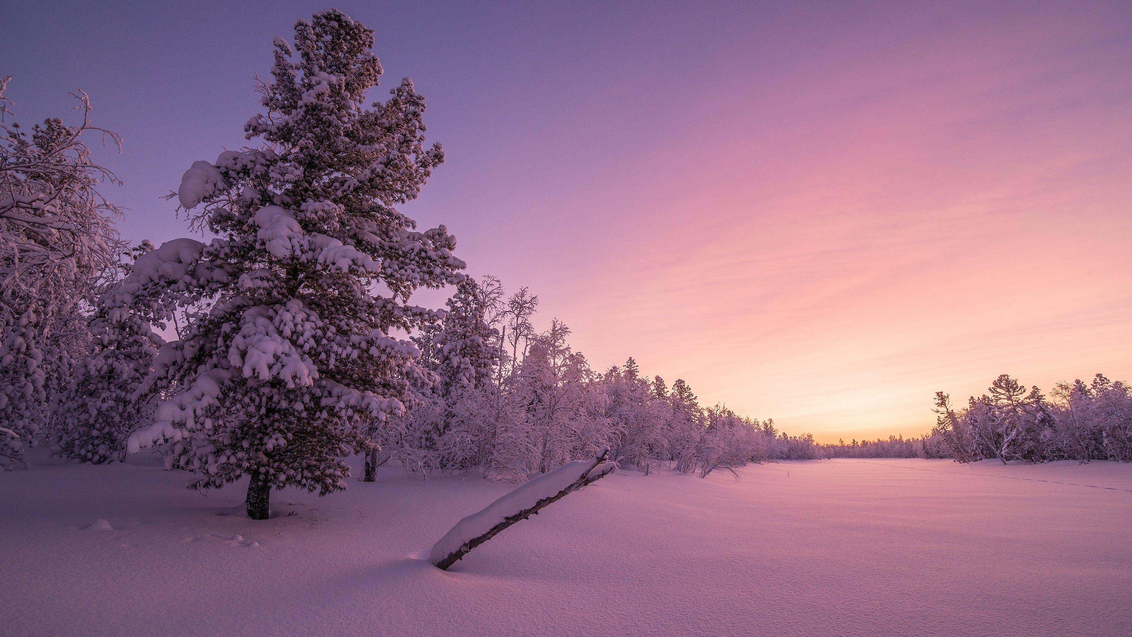 3840x2160 Wallpaper Frosty, Morning, Sunrise, Winter forest, HD, 4K