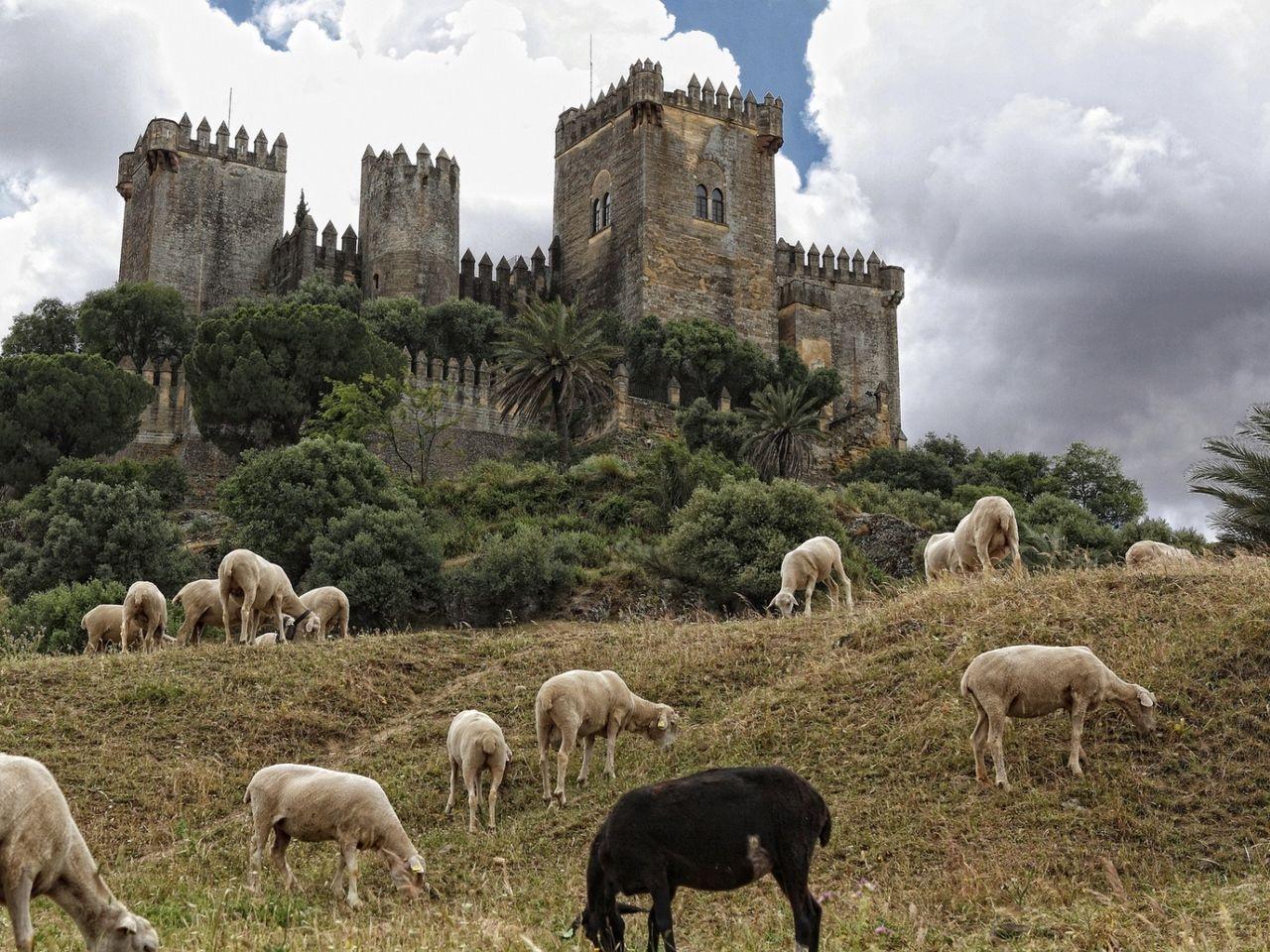 1280x960 Download wallpaper 1280x960 castle, spain, sheep, andalusia