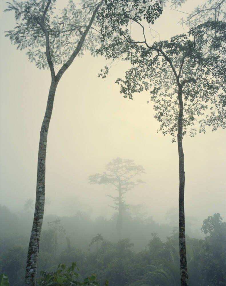 791x1000 Rainforest, Papua New Guinea' Wallpaper Mural