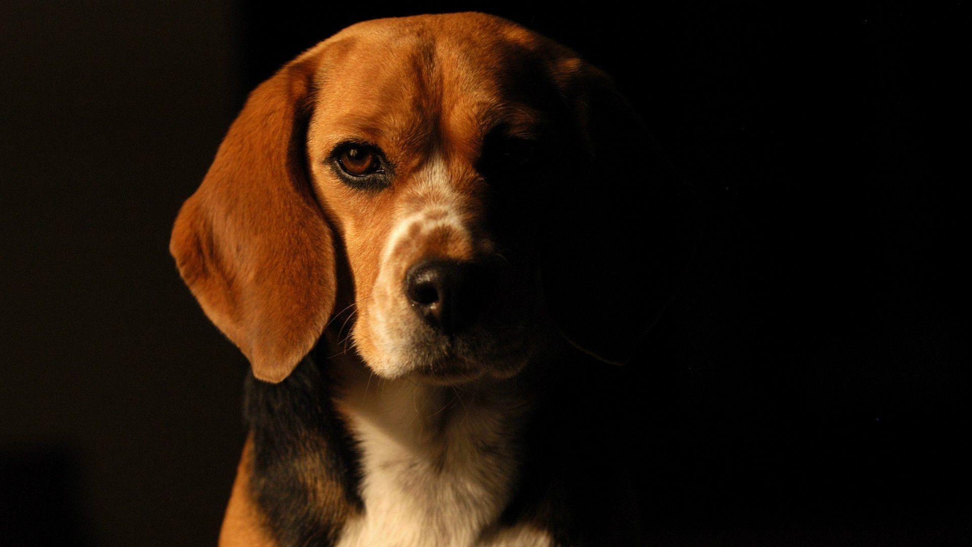 Beagle Wallpapers - Top Free Beagle Backgrounds - WallpaperAccess