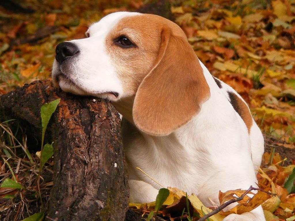 Beagle Wallpapers - Top Free Beagle Backgrounds - WallpaperAccess