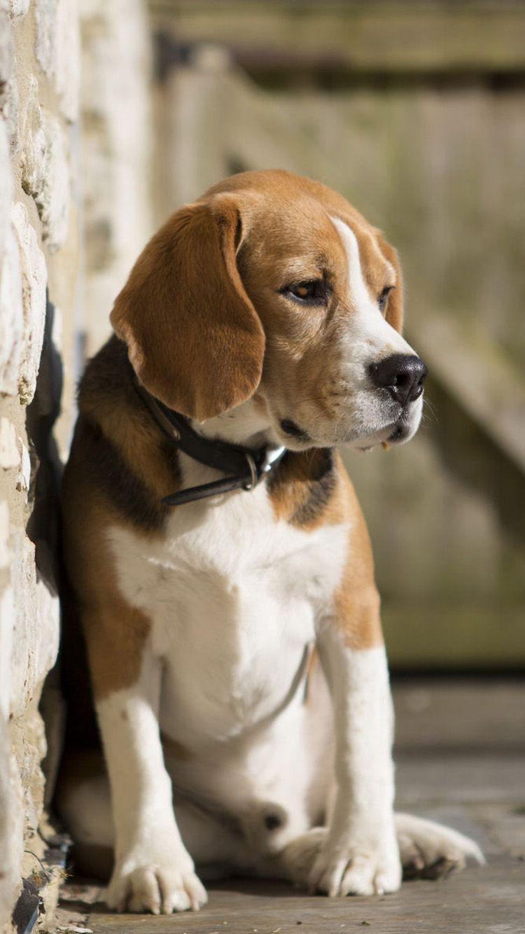 Beagle Wallpaper HD APK for Android Download