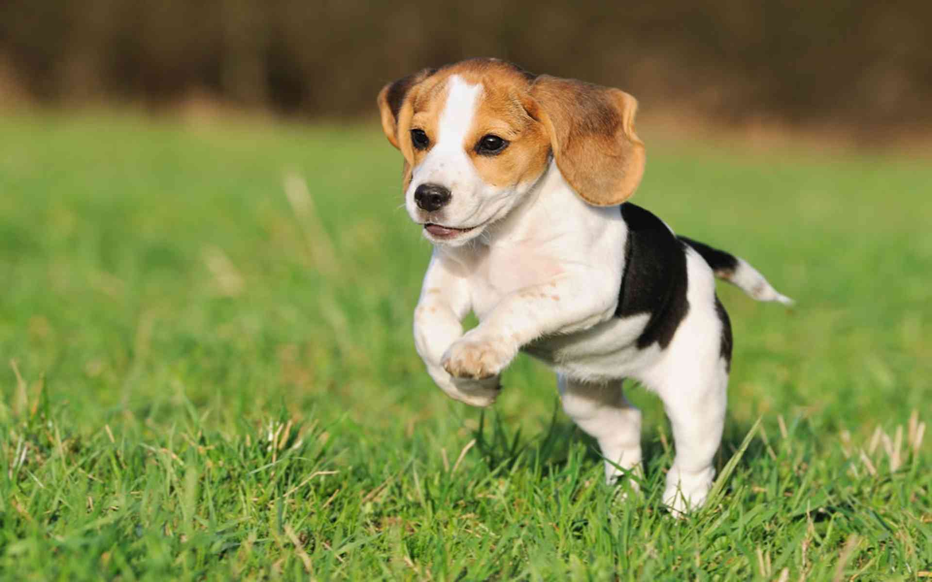 1920x1200 Beagle Wallpaper 23 X 1200