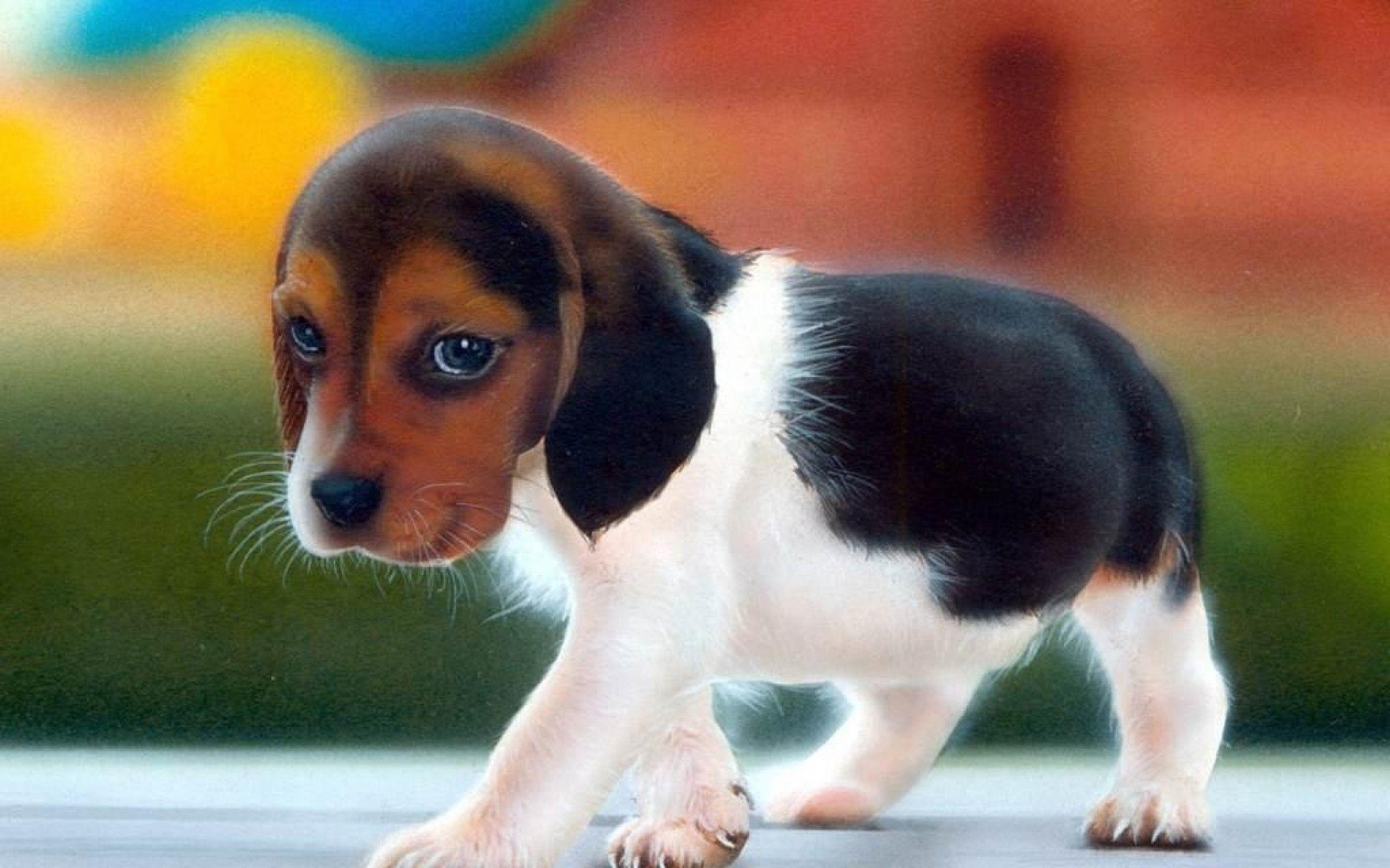 2560x1600 Beagle HD Wallpaper and Background Image