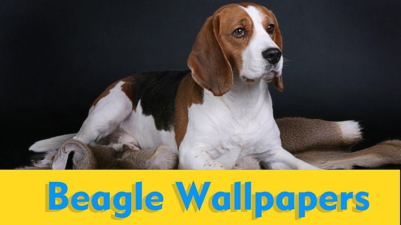 1280x720 Beagle Wallpaper !! Beagle Photo !! Essence Wallpaper !!