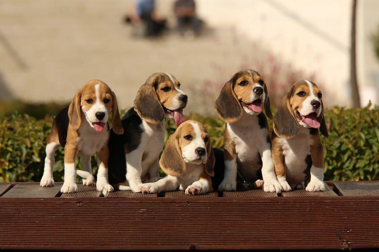 1225x816 Five beagle puppies, dog, Beagles HD wallpaper