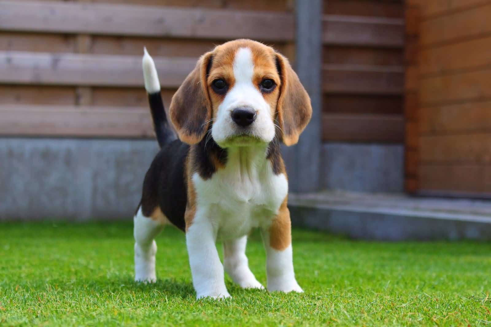 1600x1066 Very Cute Beagle Dog Image, Picture & 4K Wallpaper