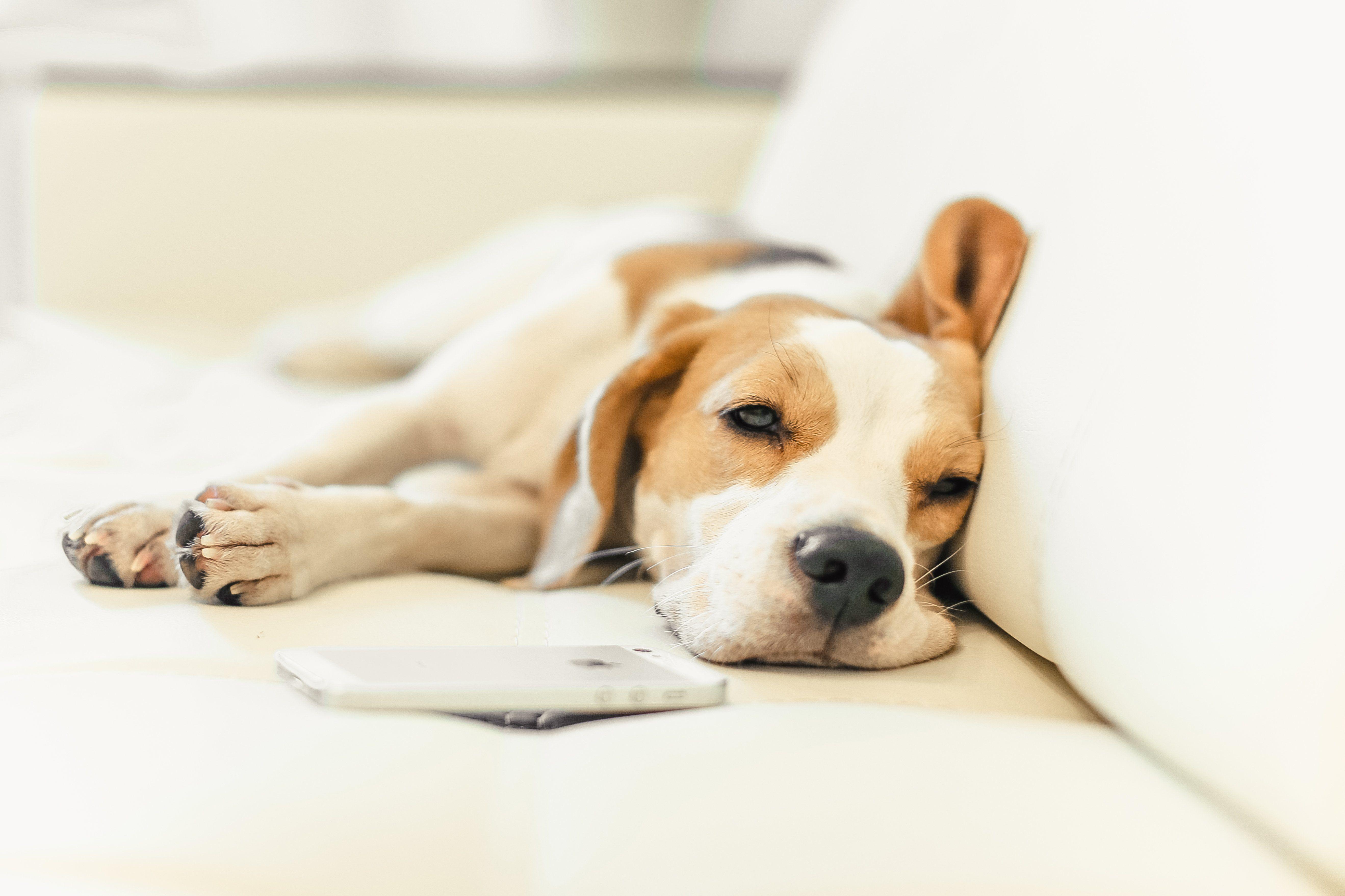 5276x3517 puppy, Beagle, Dog Wallpaper HD / Desktop and Mobile