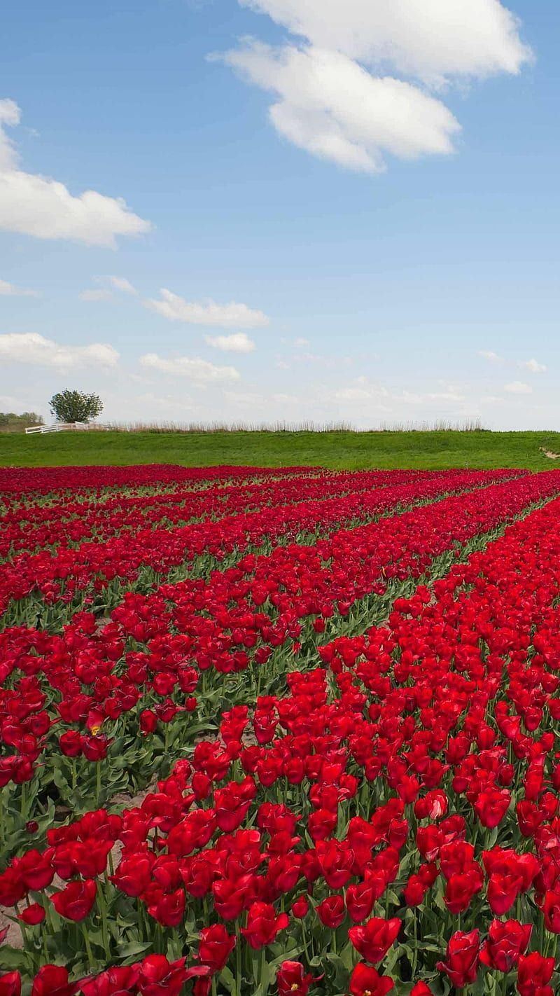 800x1422 Rose Field, natures, roses, sky, HD phone wallpaper