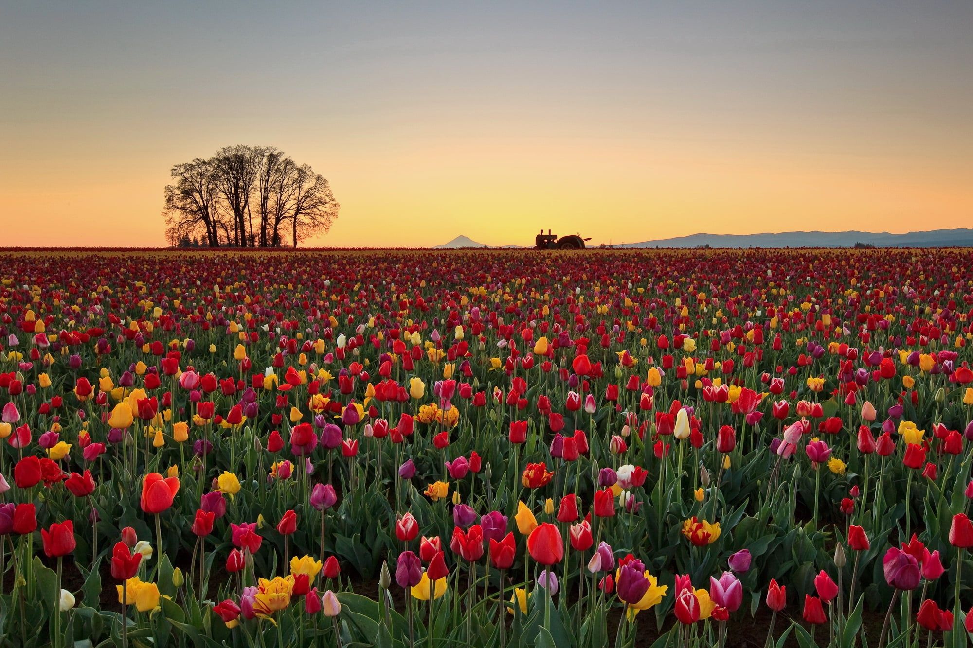 2000x1333 Person showing rose field during daytime HD wallpaper